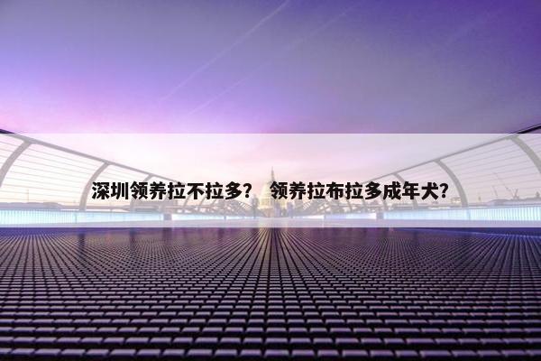 深圳领养拉不拉多？ 领养拉布拉多成年犬？