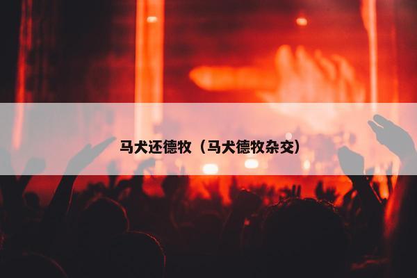 马犬还德牧（马犬德牧杂交）
