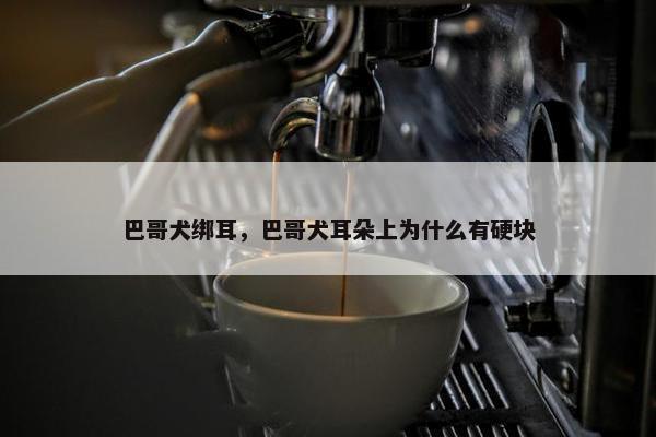 巴哥犬绑耳，巴哥犬耳朵上为什么有硬块
