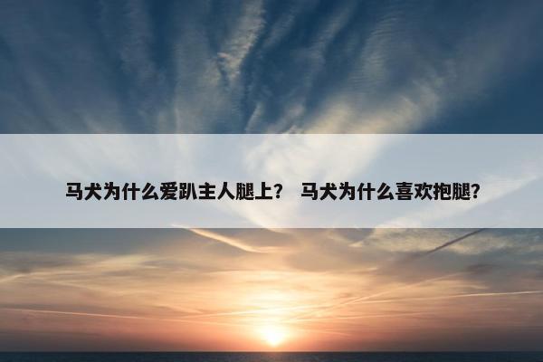 马犬为什么爱趴主人腿上？ 马犬为什么喜欢抱腿？