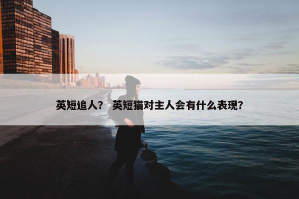 英短追人？ 英短猫对主人会有什么表现？