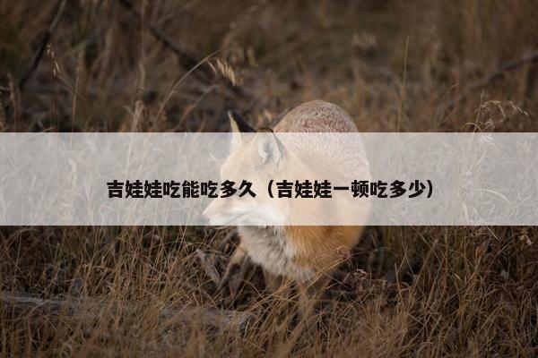 吉娃娃吃能吃多久（吉娃娃一顿吃多少）