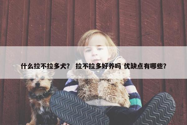 什么拉不拉多犬？ 拉不拉多好养吗 优缺点有哪些？