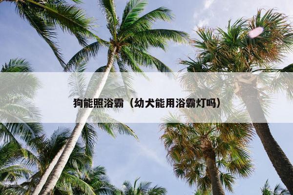 狗能照浴霸（幼犬能用浴霸灯吗）