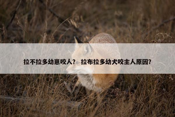 拉不拉多幼崽咬人？ 拉布拉多幼犬咬主人原因？