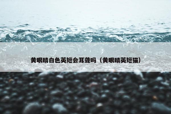 黄眼睛白色英短会耳聋吗（黄眼睛英短猫）