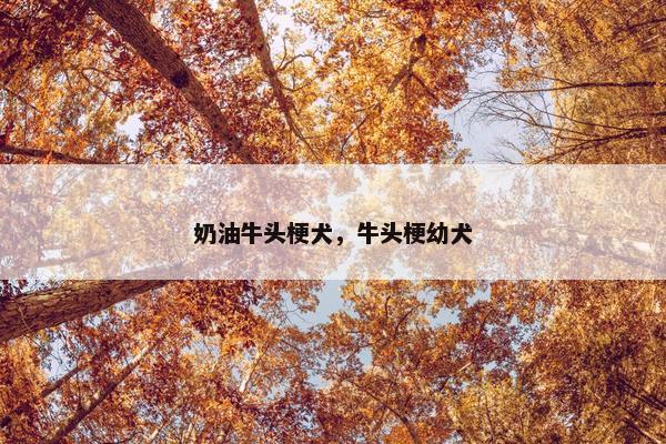 奶油牛头梗犬，牛头梗幼犬