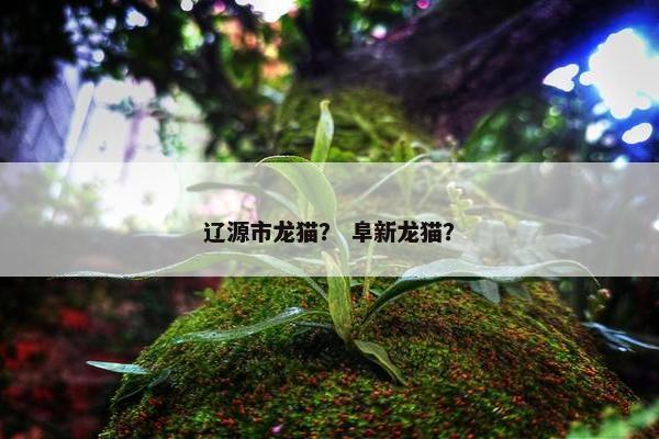 辽源市龙猫？ 阜新龙猫？
