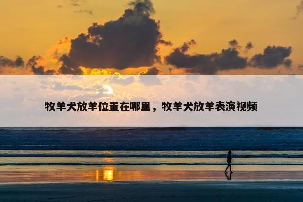 牧羊犬放羊位置在哪里，牧羊犬放羊表演视频