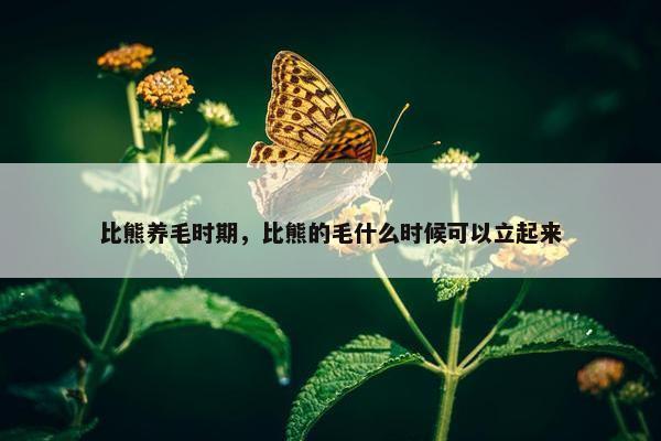 比熊养毛时期，比熊的毛什么时候可以立起来