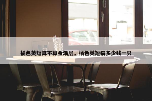 橘色英短算不算金渐层，橘色英短猫多少钱一只