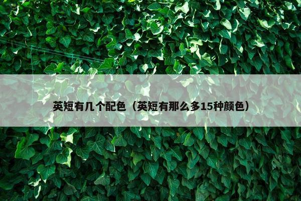 英短有几个配色（英短有那么多15种颜色）