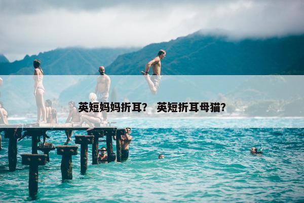 英短妈妈折耳？ 英短折耳母猫？