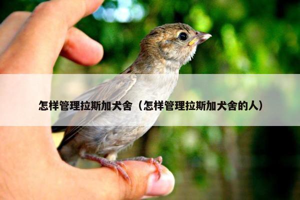 怎样管理拉斯加犬舍（怎样管理拉斯加犬舍的人）
