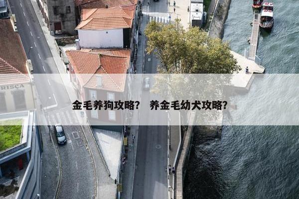 金毛养狗攻略？ 养金毛幼犬攻略？