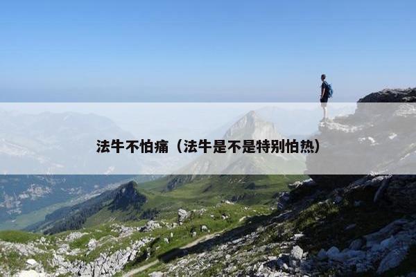 法牛不怕痛（法牛是不是特别怕热）