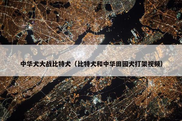 中华犬大战比特犬（比特犬和中华田园犬打架视频）