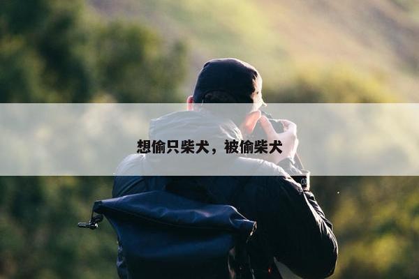 想偷只柴犬，被偷柴犬