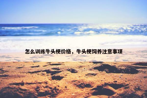 怎么训练牛头梗价格，牛头梗饲养注意事项