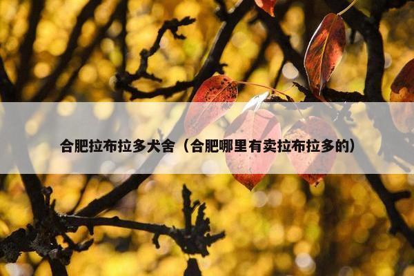 合肥拉布拉多犬舍（合肥哪里有卖拉布拉多的）