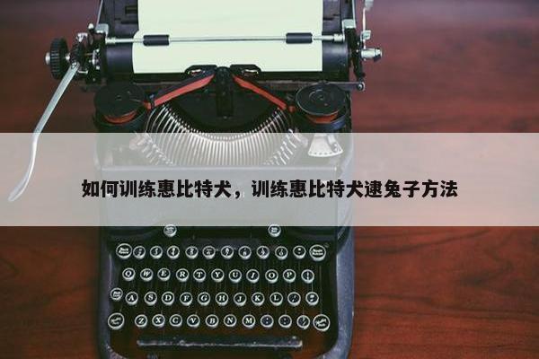 如何训练惠比特犬，训练惠比特犬逮兔子方法