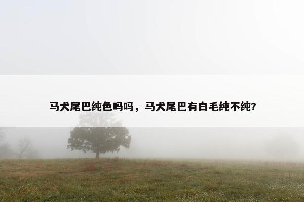马犬尾巴纯色吗吗，马犬尾巴有白毛纯不纯?