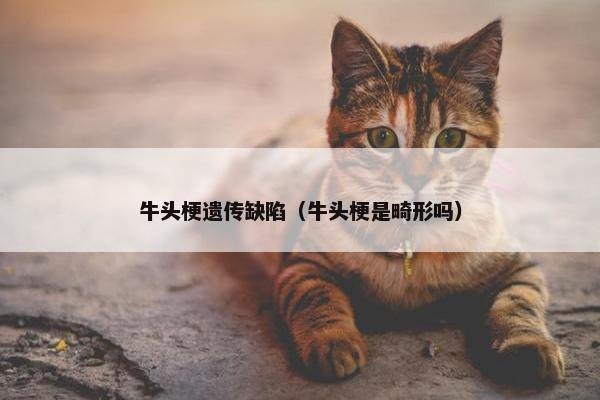 牛头梗遗传缺陷（牛头梗是畸形吗）
