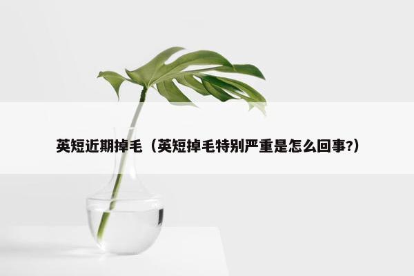 英短近期掉毛（英短掉毛特别严重是怎么回事?）