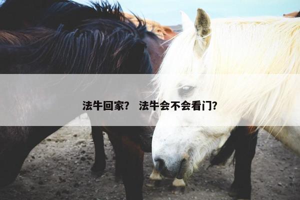 法牛回家？ 法牛会不会看门？