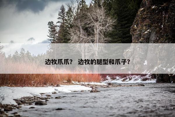边牧爪爪？ 边牧的腿型和爪子？