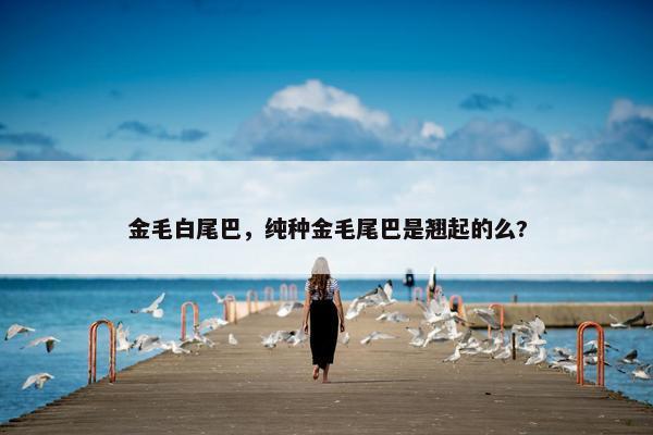 金毛白尾巴，纯种金毛尾巴是翘起的么?