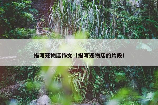 描写宠物店作文（描写宠物店的片段）