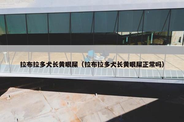 拉布拉多犬长黄眼屎（拉布拉多犬长黄眼屎正常吗）
