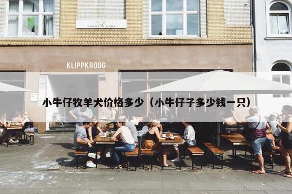 小牛仔牧羊犬价格多少（小牛仔子多少钱一只）