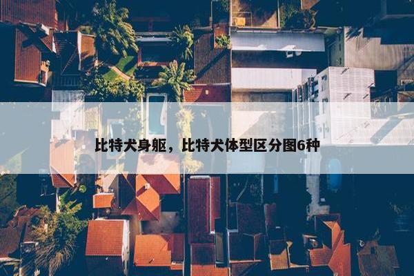 比特犬身躯，比特犬体型区分图6种