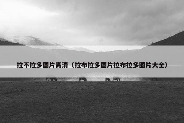 拉不拉多图片高清（拉布拉多图片拉布拉多图片大全）