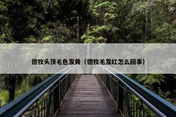 德牧头顶毛色发黄（德牧毛发红怎么回事）