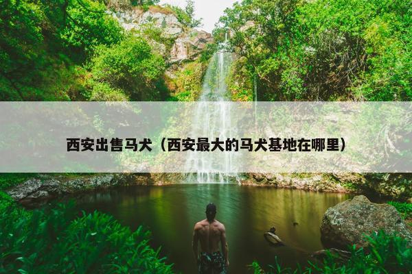 西安出售马犬（西安最大的马犬基地在哪里）