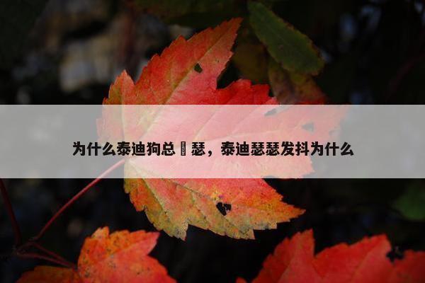 为什么泰迪狗总嘚瑟，泰迪瑟瑟发抖为什么