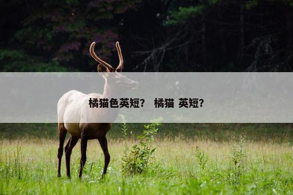 橘猫色英短？ 橘猫 英短？