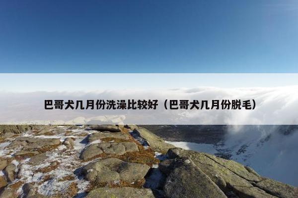 巴哥犬几月份洗澡比较好（巴哥犬几月份脱毛）