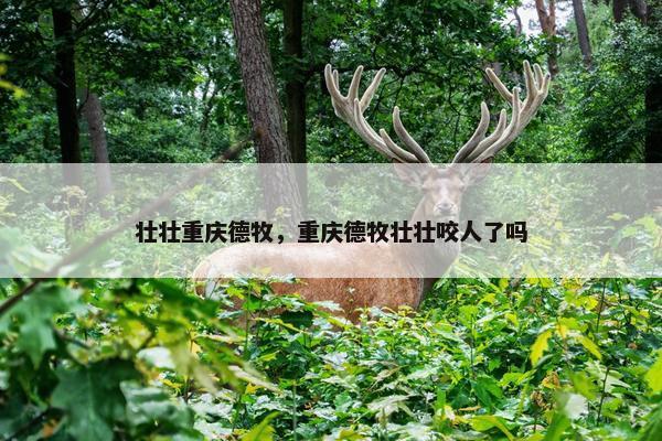 壮壮重庆德牧，重庆德牧壮壮咬人了吗