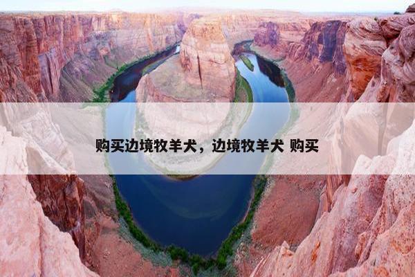 购买边境牧羊犬，边境牧羊犬 购买