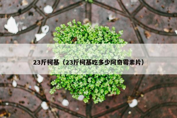 23斤柯基（23斤柯基吃多少阿奇霉素片）