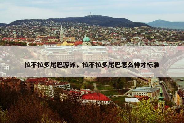 拉不拉多尾巴游泳，拉不拉多尾巴怎么样才标准