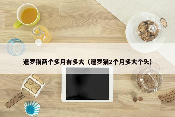 暹罗猫两个多月有多大（暹罗猫2个月多大个头）