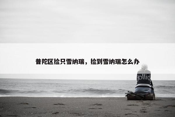 普陀区捡只雪纳瑞，捡到雪纳瑞怎么办