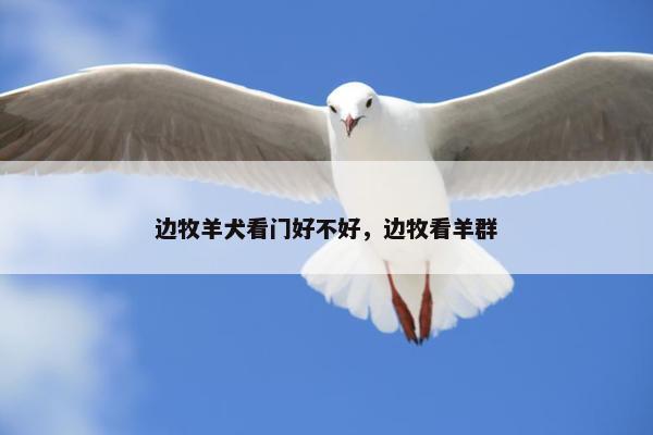 边牧羊犬看门好不好，边牧看羊群