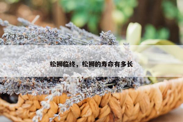 松狮临终，松狮的寿命有多长