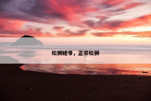 松狮姥爷，正宗松狮